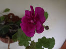 DSCF0606