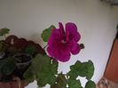 DSCF0604