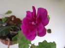 DSCF0605