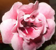 DSC00942