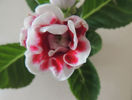 DSCN0890