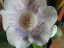 DSCN0894