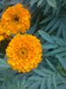 craite(tagetes erecta)orange