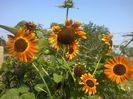 helianthus(floarea soarelui)