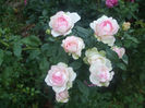 Rose Optimiste