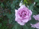 Mamie Blue