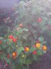 lantana