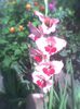 Picture 067