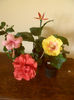 hibiscus grup