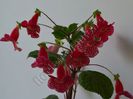 Kohleria Luci s Baby One