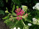 achillea cherry queen