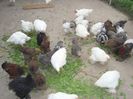 DSC03568