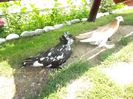 SAM_0061