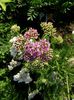 achillea