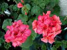 coral pink dublu
