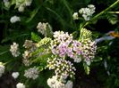 achillea 1