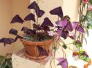 Oxalis