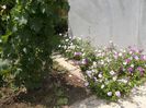 Picture 070