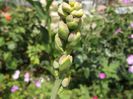 Tuberoza