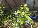 Datura alba