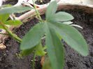 Pasiflora