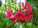 9.07.2013 Phlox paniculata Lord Clayton