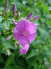 DSC00825