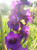 DSCN3710