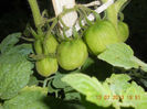 DSCN3798