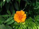 craite orange simplu