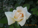 DSCN3705