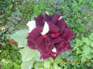 DSCN3706