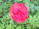 DSCN3707