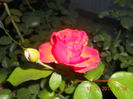 DSCN3753