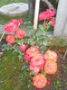 DSCN3758