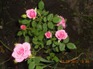DSCN3781