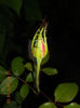 DSCN3808
