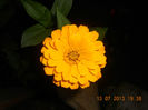 DSCN3754