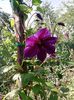 clematis (2)