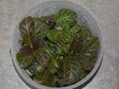 Episcia mix