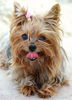 Yorkshire-Terrier-11