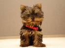 dog-yorkshire-terrier