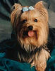 Yorkshire-Terriers