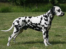 nice_strong_male_dalmatian