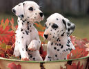 Dalmatian-puppies