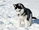 husky-siberien-bonnes-questions-husky-choisir-chiot