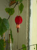 15 iulie 2013-flori 058