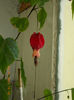 15 iulie 2013-flori 059