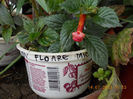 15 iulie 2013-flori 038
