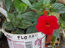 a.mov fl mica , e inferno ?